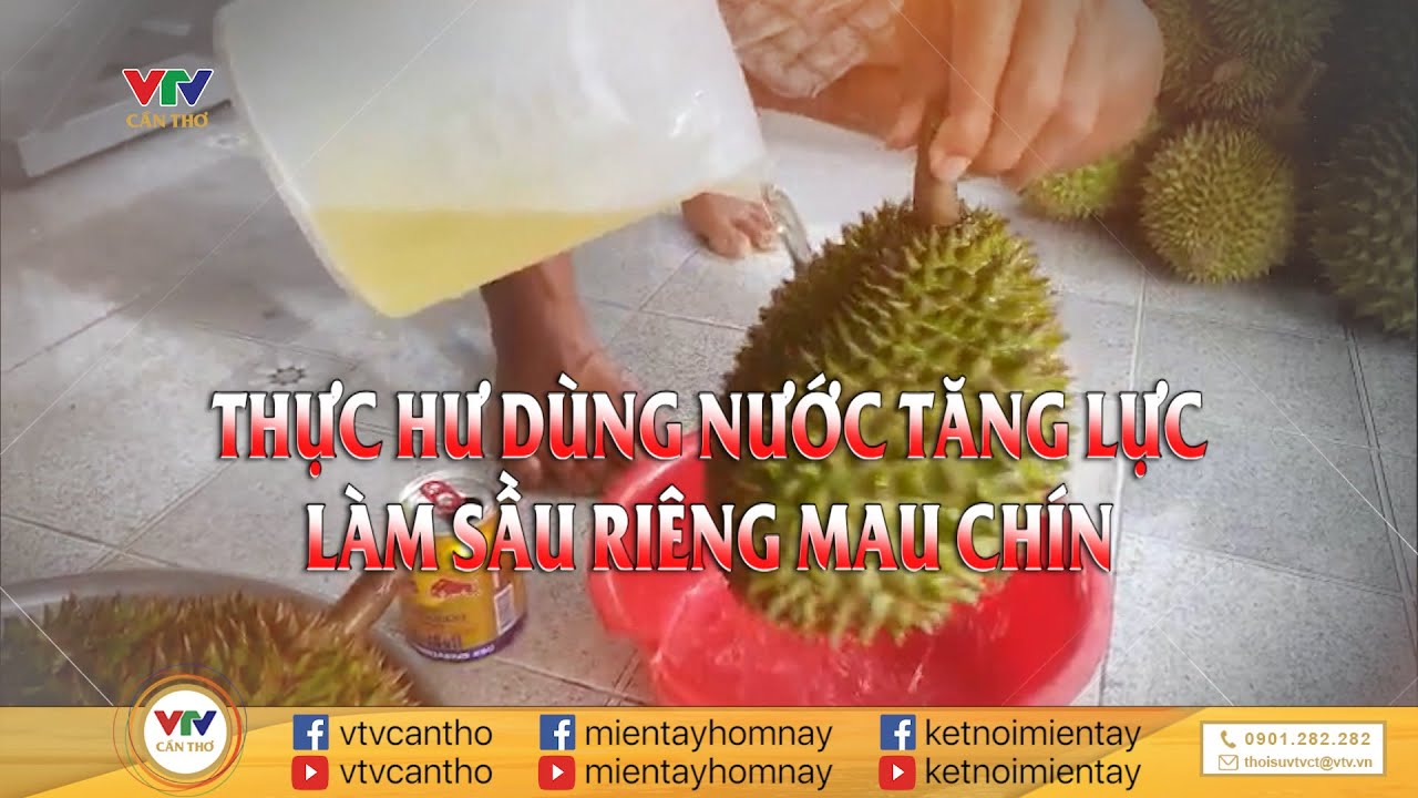 CHUYÊN GIA NÓI GÌ VỀ SẦU RIÊNG NHÚNG NƯỚC TĂNG LỰC?