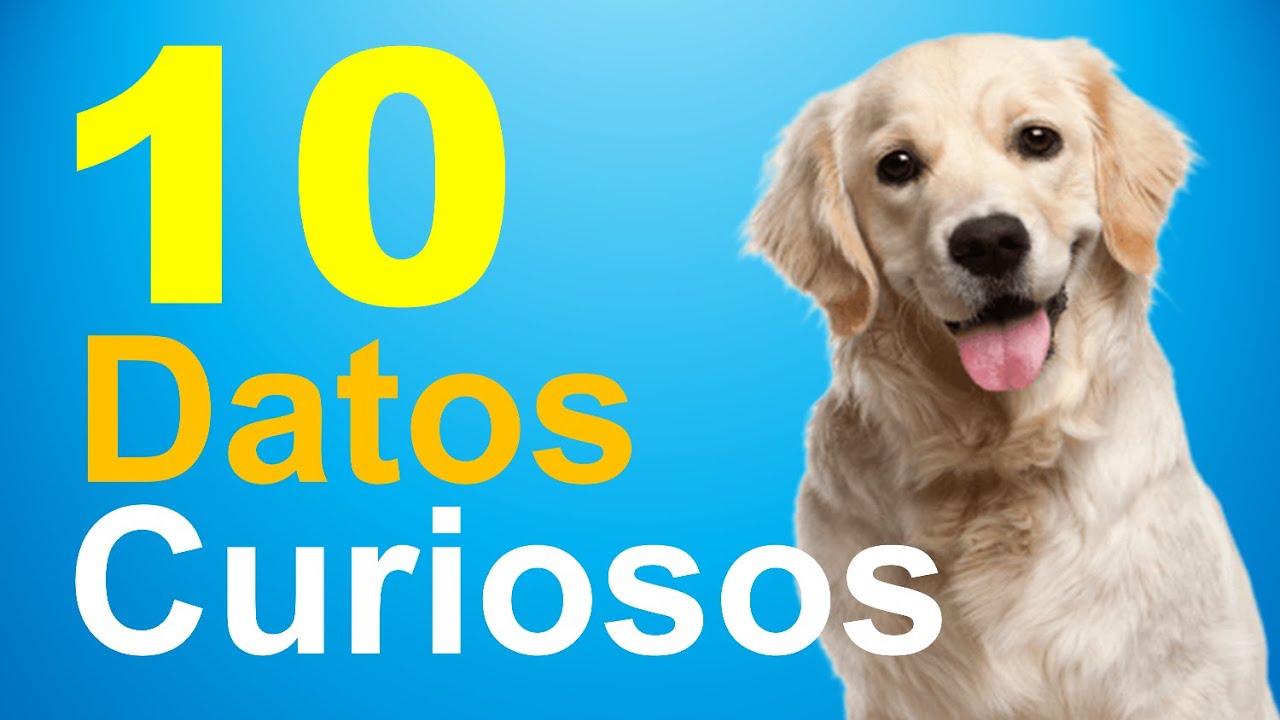 El Mundo Secreto de los Perros: 10 Datos que te Dejar&aacute;n At&oacute;nito