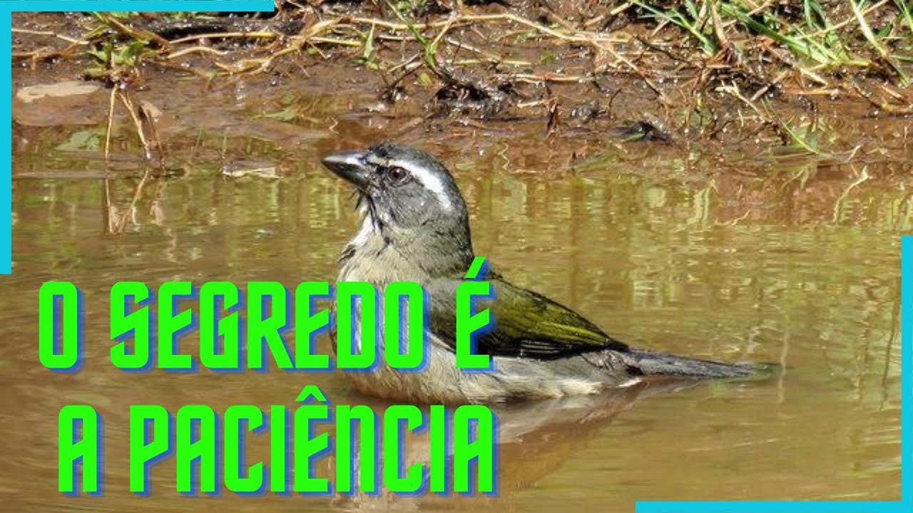 Femea de Trinca Ferro Pedindo Gala Verdadeira e macho Galando na prática