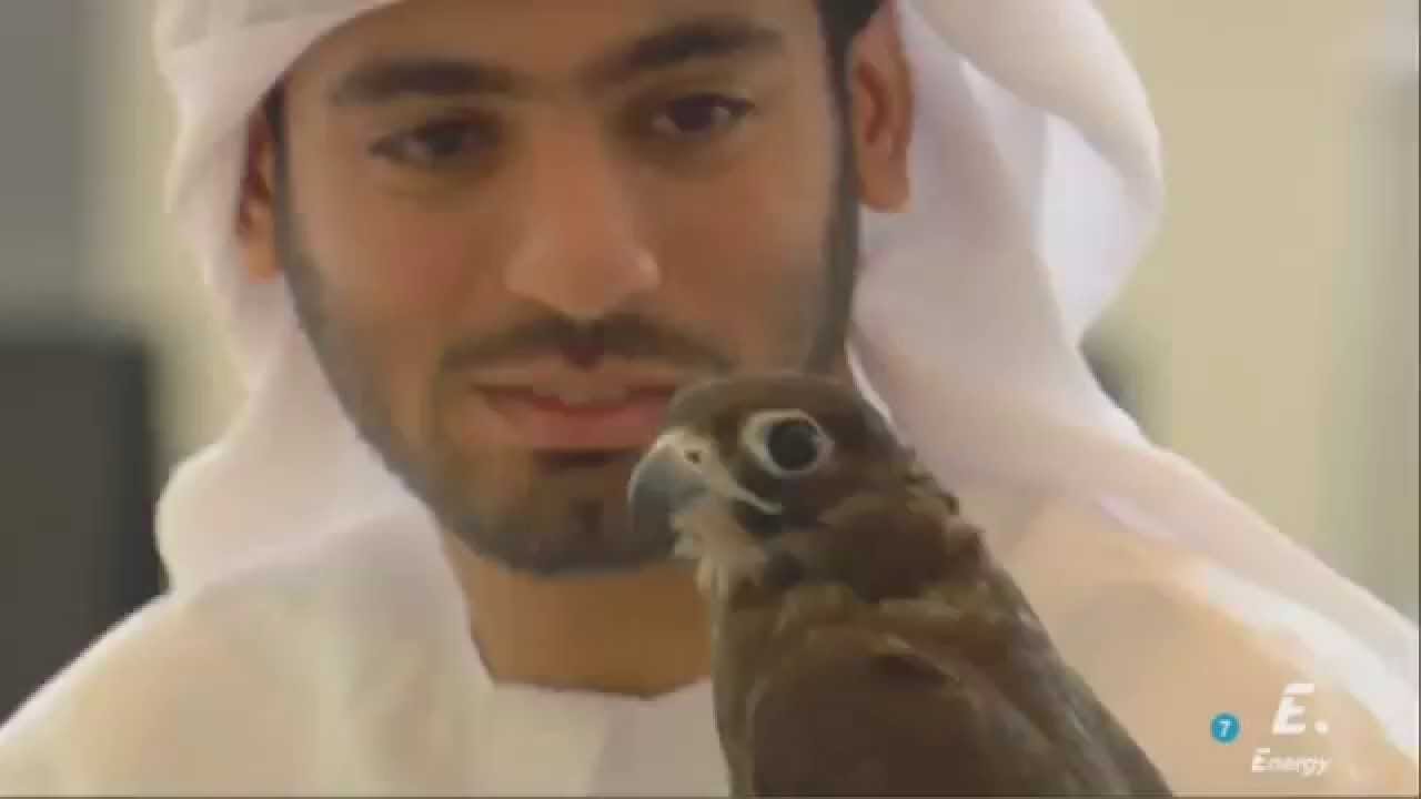 Halcones en Abu Dhabi