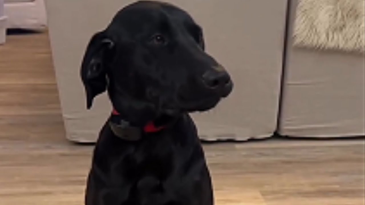 You Won't Believe What This Dog Uses to Manage His Anxiety