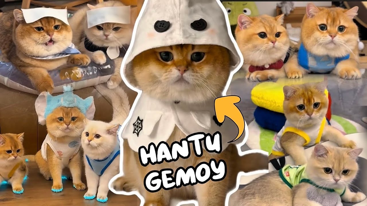 Kompilasi Terbaru Kucing Oyen (Cabinet) & Keluarga Gemoynya | Dijamin Bikin Ngakak 😂🤣