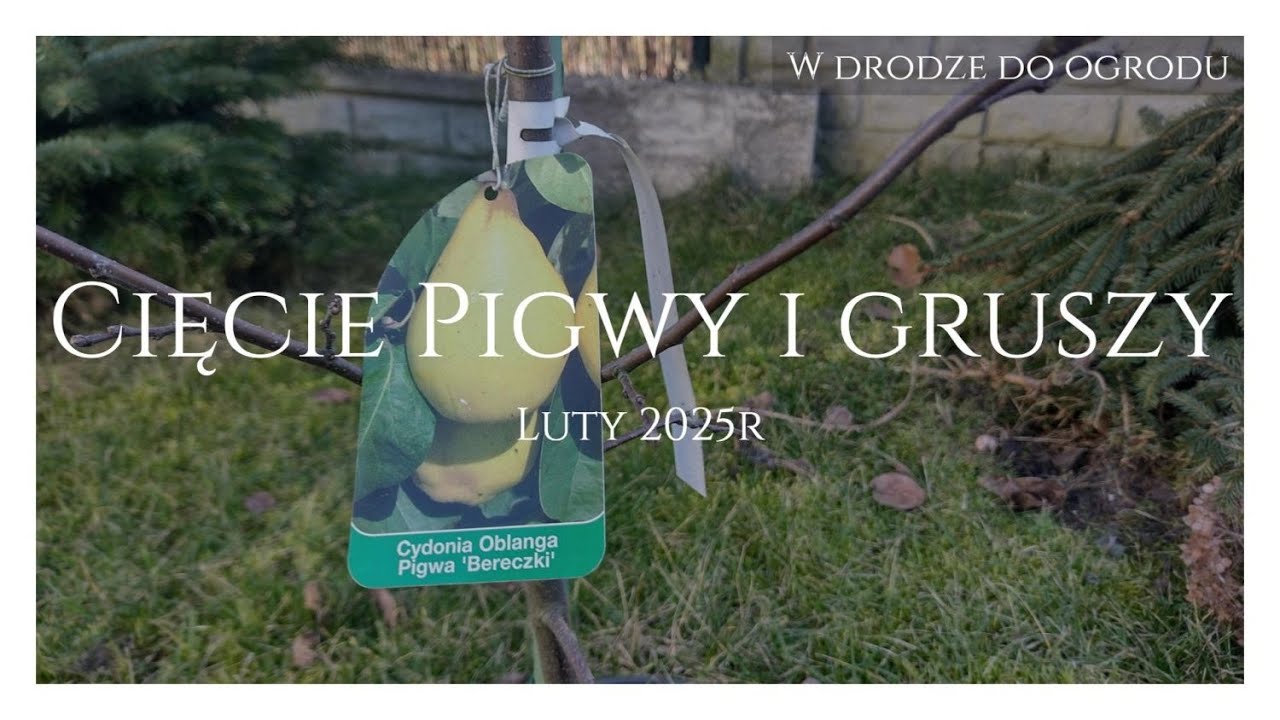 Cięcie Pigwy i Gruszy - Luty 2025