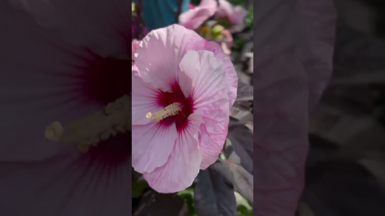 Tina’s Flower Garden