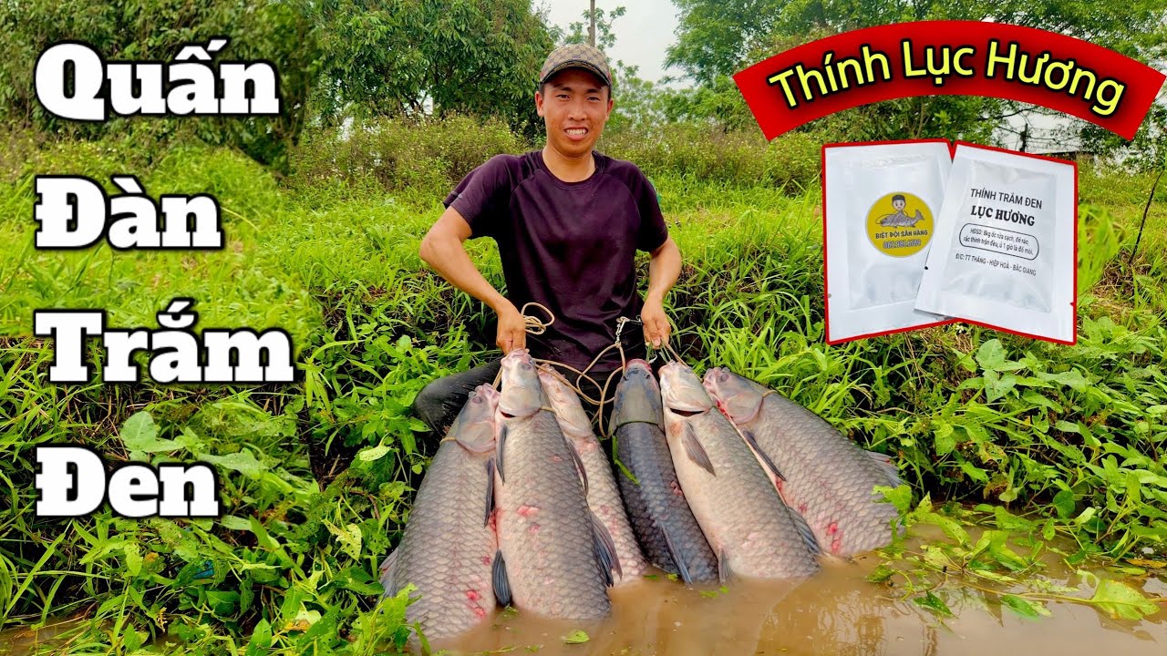 Câu Lục | Quấn Đàn Trắm Đen ở Hồ Câu Phương Bản