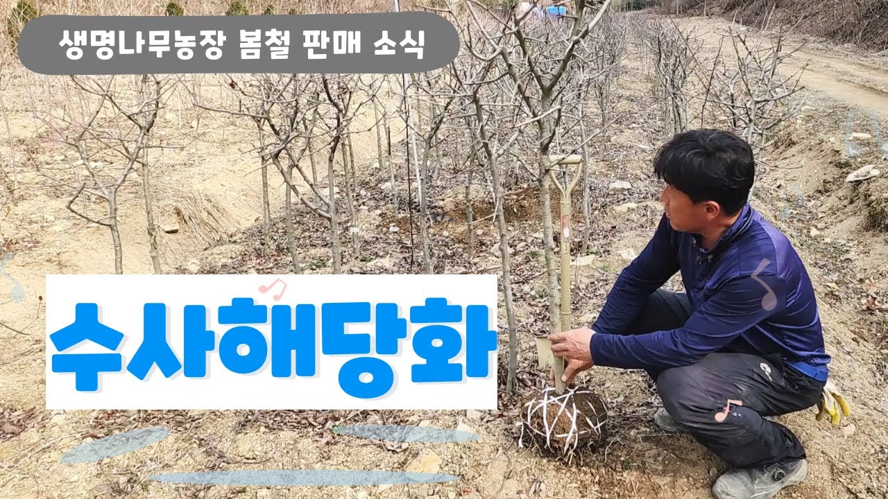 [판매완료]봄의 여신 수사해당화 판매 소식입니다