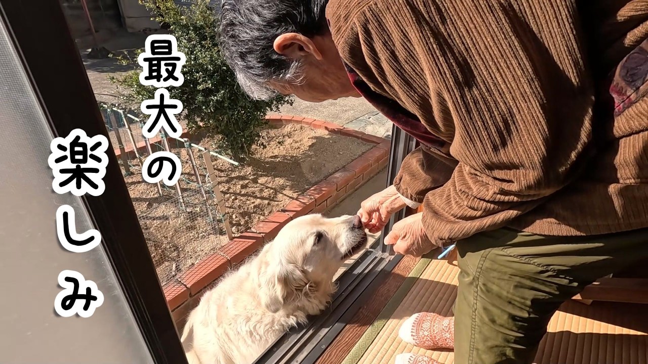 ばあやんからもらうおやつは一日で最大の楽しみです・・・。　#メイちゃんねる