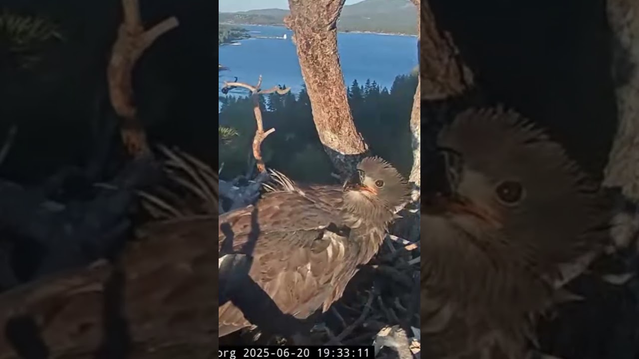 Sunny determined to claim 3rd fish | 6.20.25 #eagle #wildlife #birds #baldeagle #eaglets #shorts