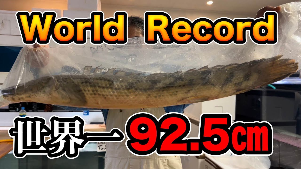 World Record 92.5㎝  世界最大ポリプテルス92.5㎝　奇跡の竜　アフリカ熱帯魚専門店わいるどもん　ギセラビチャー　lake Tanganyika　「アクアショップ訪問』