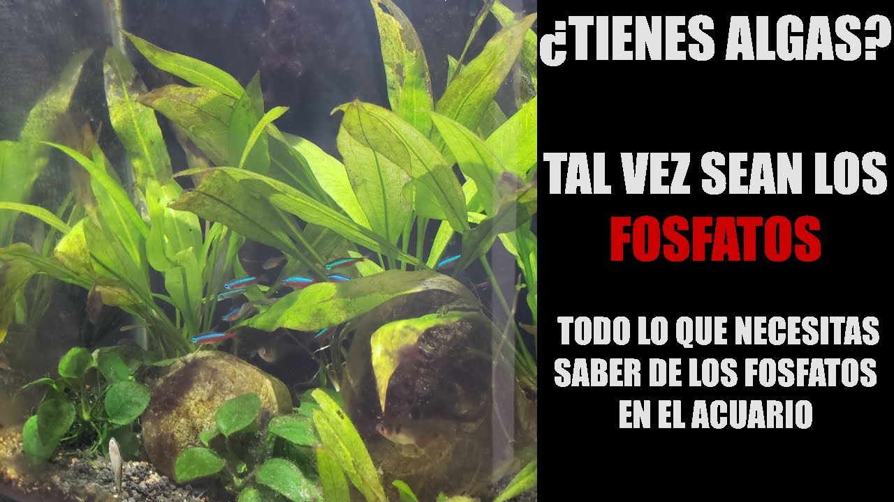 ¡No alimentes algas en tu acuario! | Los fosfatos y porque son importantes