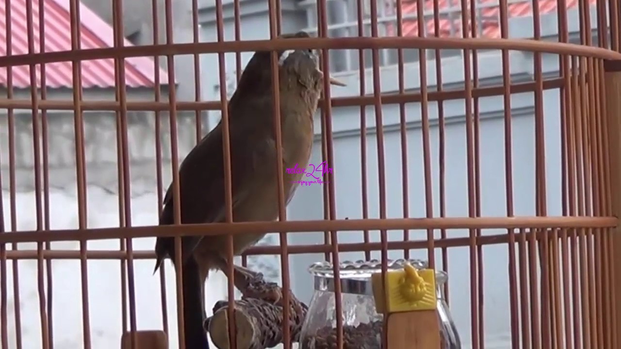 Họa mi máy xùy kích trống cực đỉnh