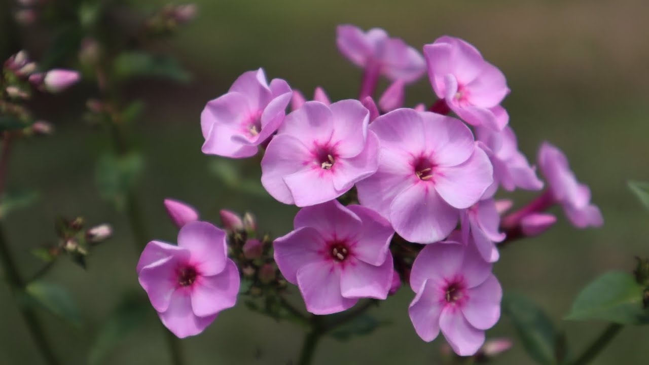 Phlox paniculata - Flox - Phlox perenne - plantas vivaces