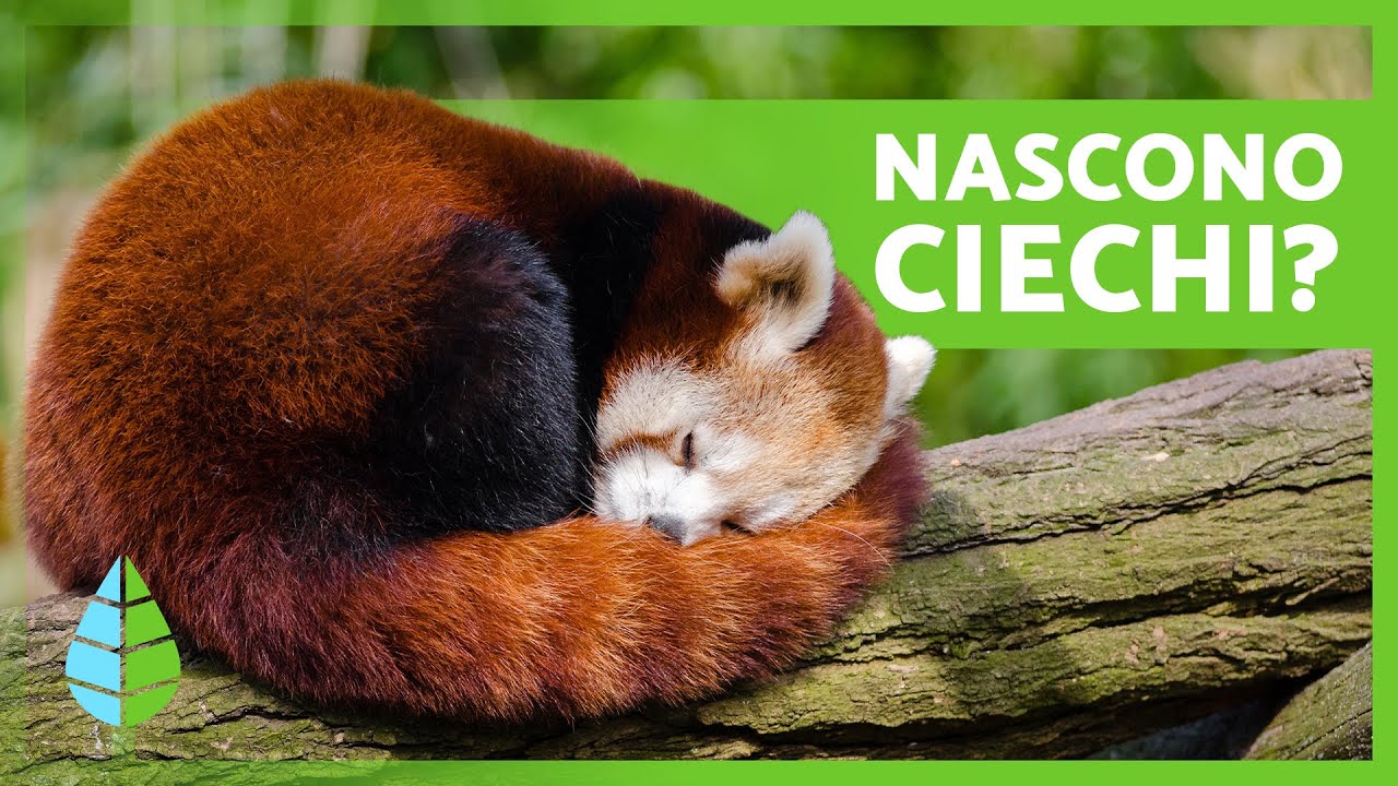10 CURIOSITÀ sul PANDA ROSSO 🐼❤️ Dove Vive? Cosa Mangia? È in Pericolo?