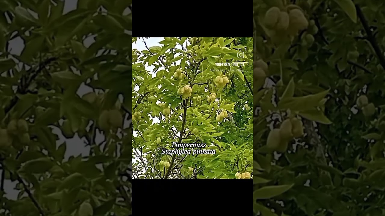 Staphylea pinnata Pimpernuss #fruit #garden #nature #tree #gardening