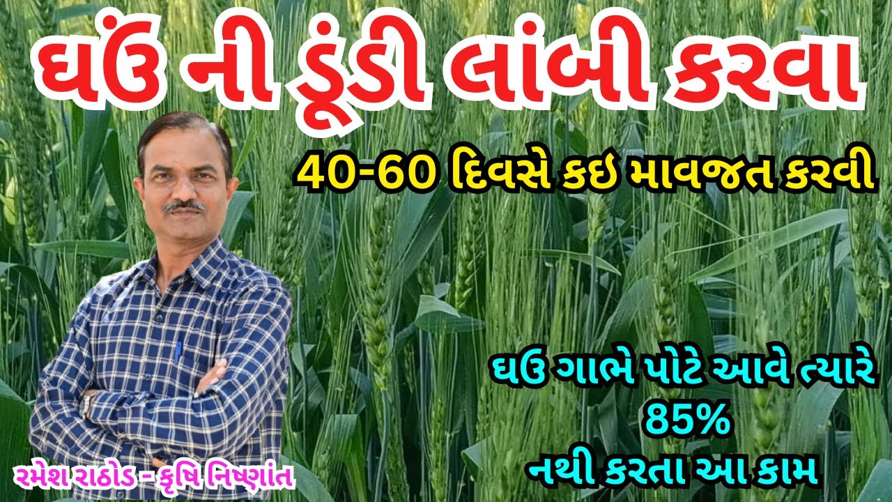 ઘઉંમાં 45-60 દિવસે ડૂંડી લાંબી અને વજનદાર કરવાની કાળજીઓ | ઘઉં ની ખેતી | Wheat