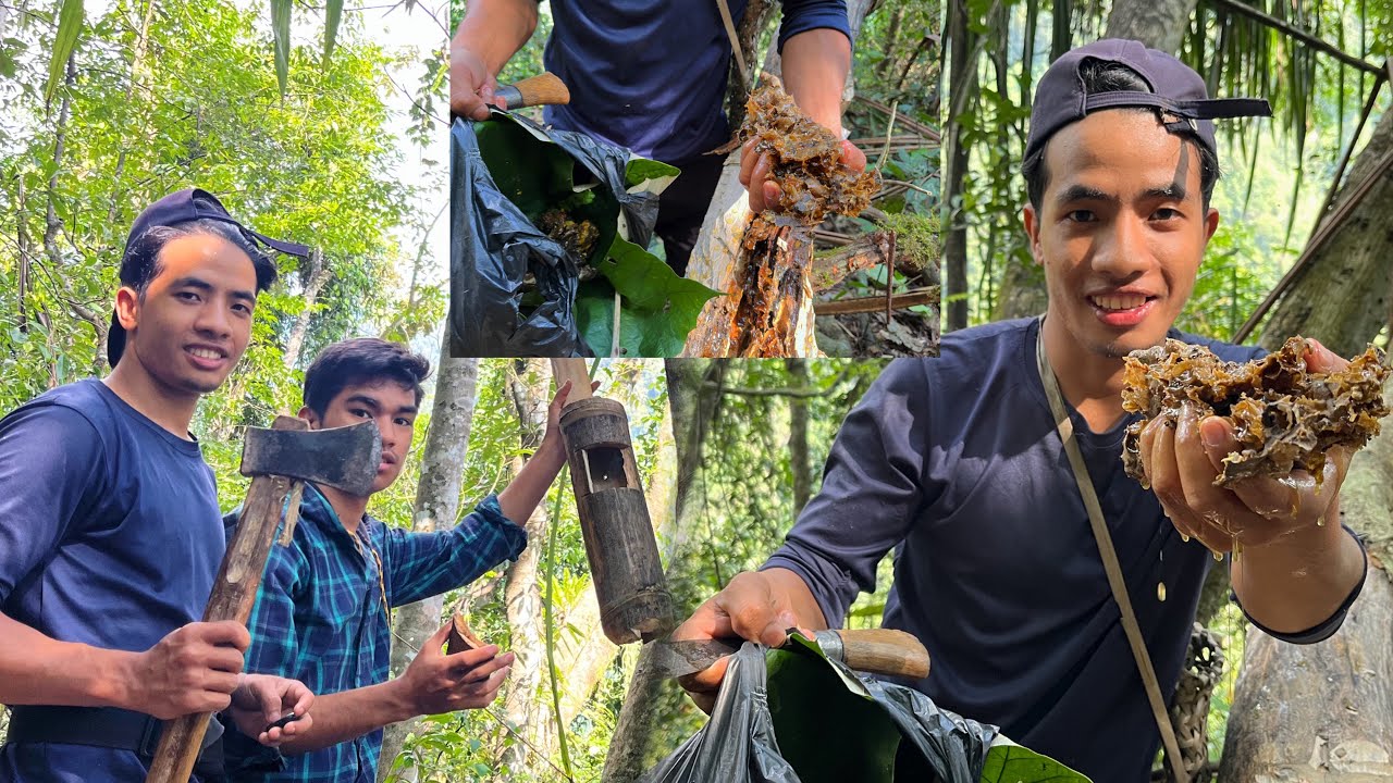 Collecting Rare Stingless Bee Honey || Arunachal Pradesh.