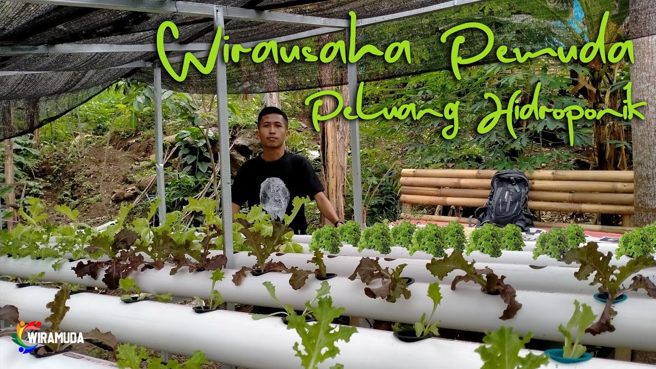 Cerita Inspirasi Berhidroponik Ditengah Pademi | wirausaha muda
