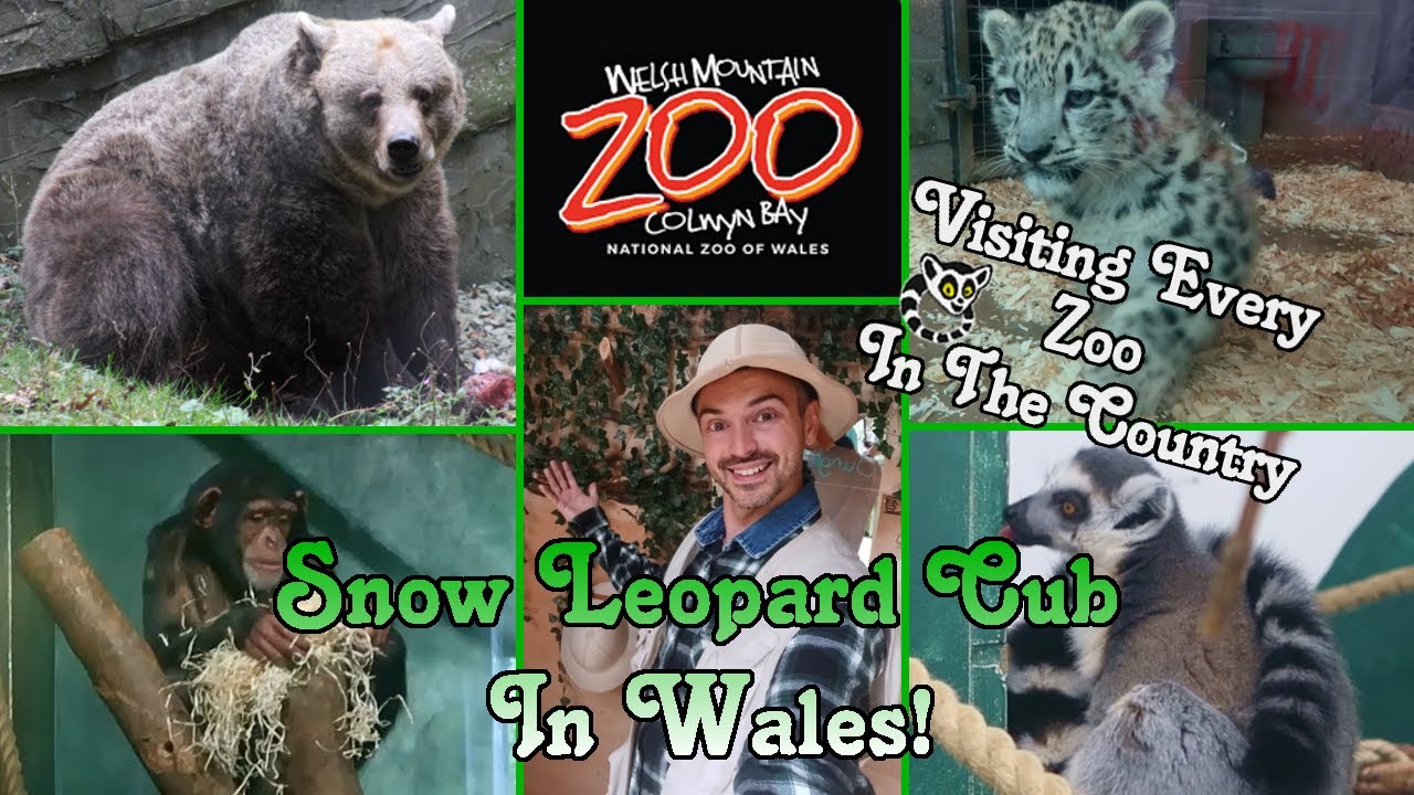 Welsh Mountain Zoo, A zoo with something amazing around every corner