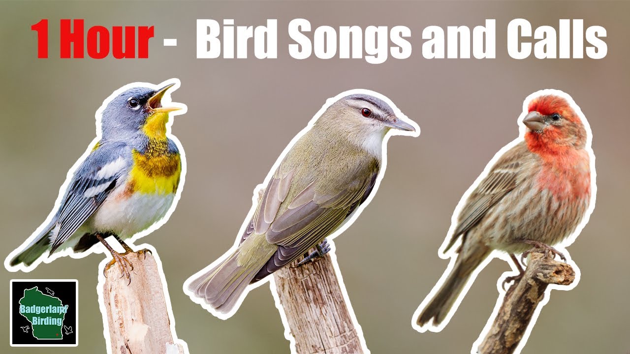 1 Hour of North American Bird Songs and Calls