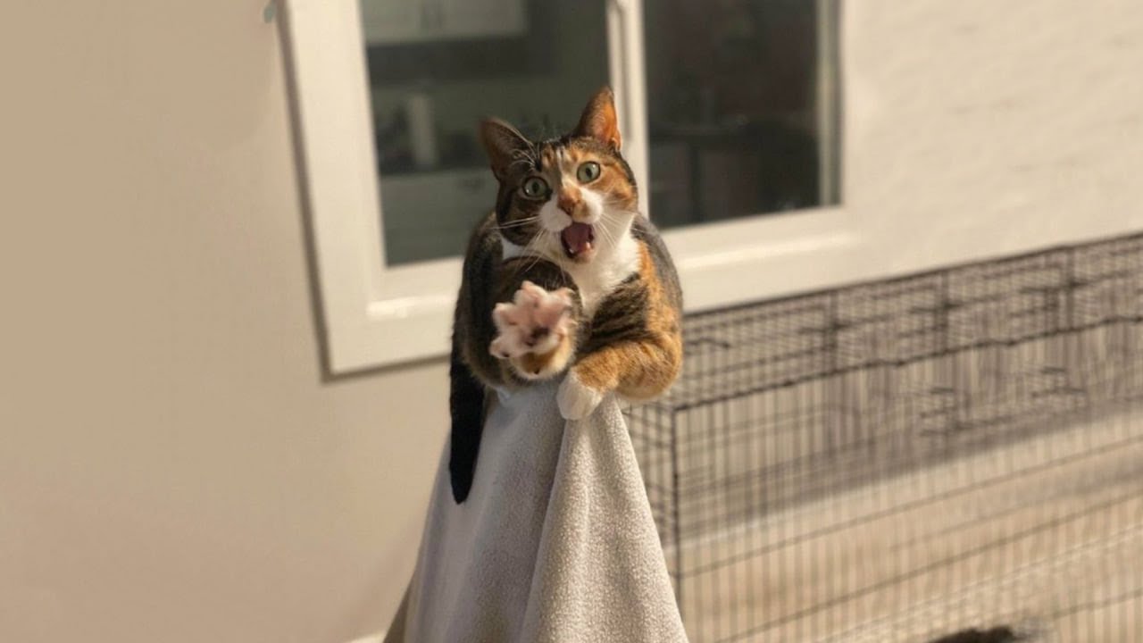 Try Not To Laugh 🤣 New Funny Cats Video 😹  Part 29