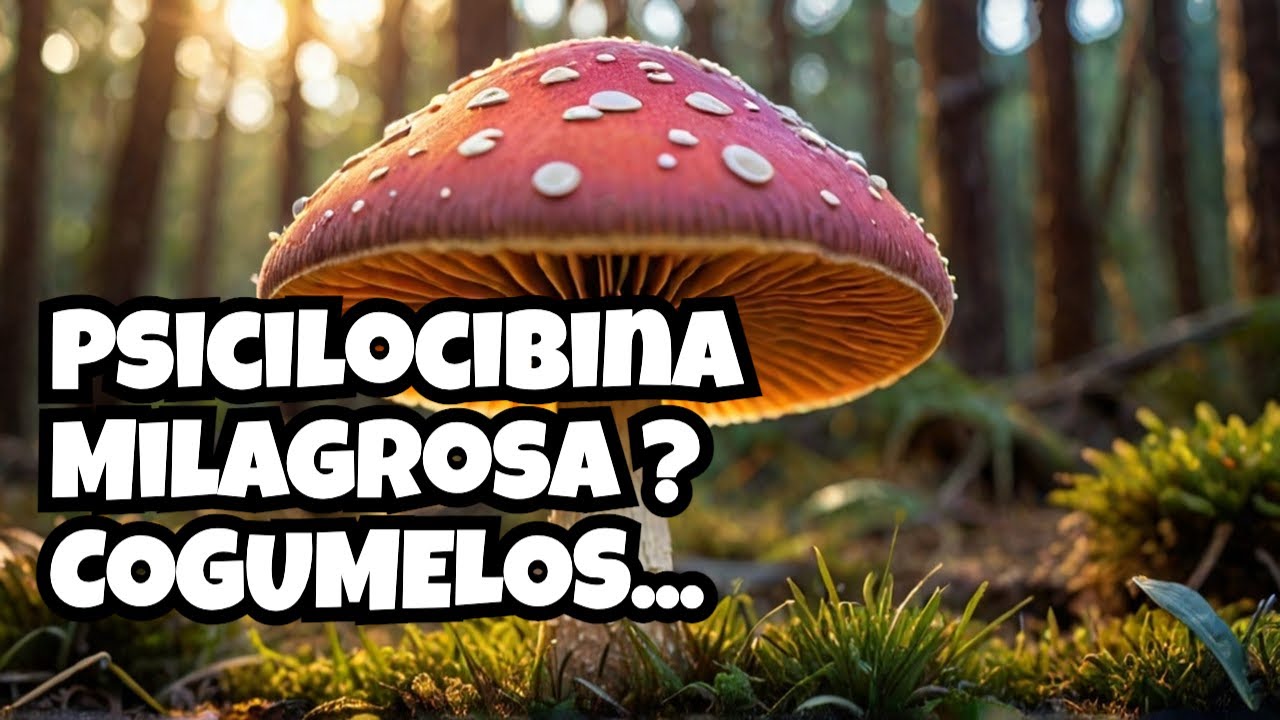 Cogumelos Mágicos. Psicilocibina para depressão resistente na Austrália? Estudos científicos.