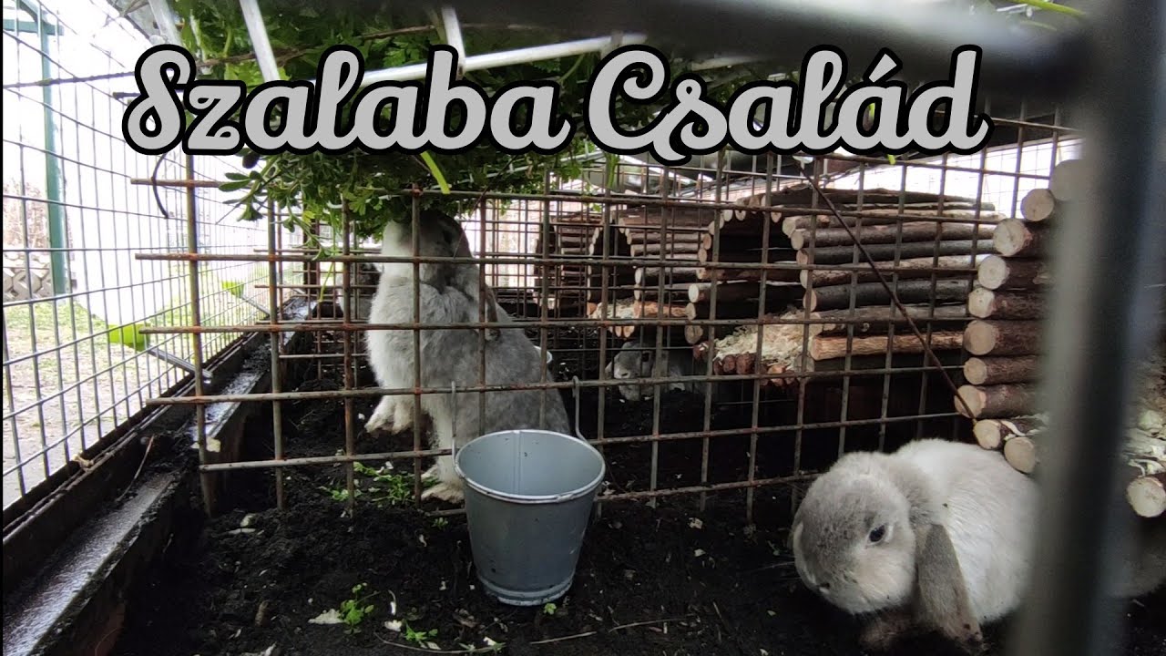🐇 Nyusziketrec kreatívan 🐇