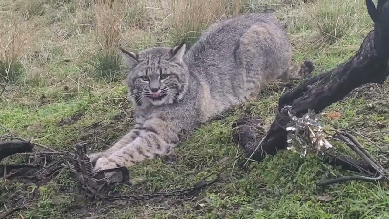 Pb bobcat, big tom 