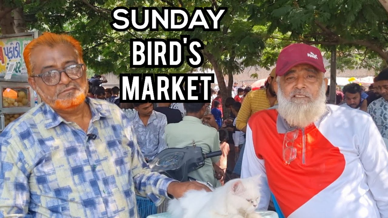SUNDAY BIRD'S MARKET AHMEDABAD || BIRD MARKET || RAVIVARI BAJAR || 27 October 2024
