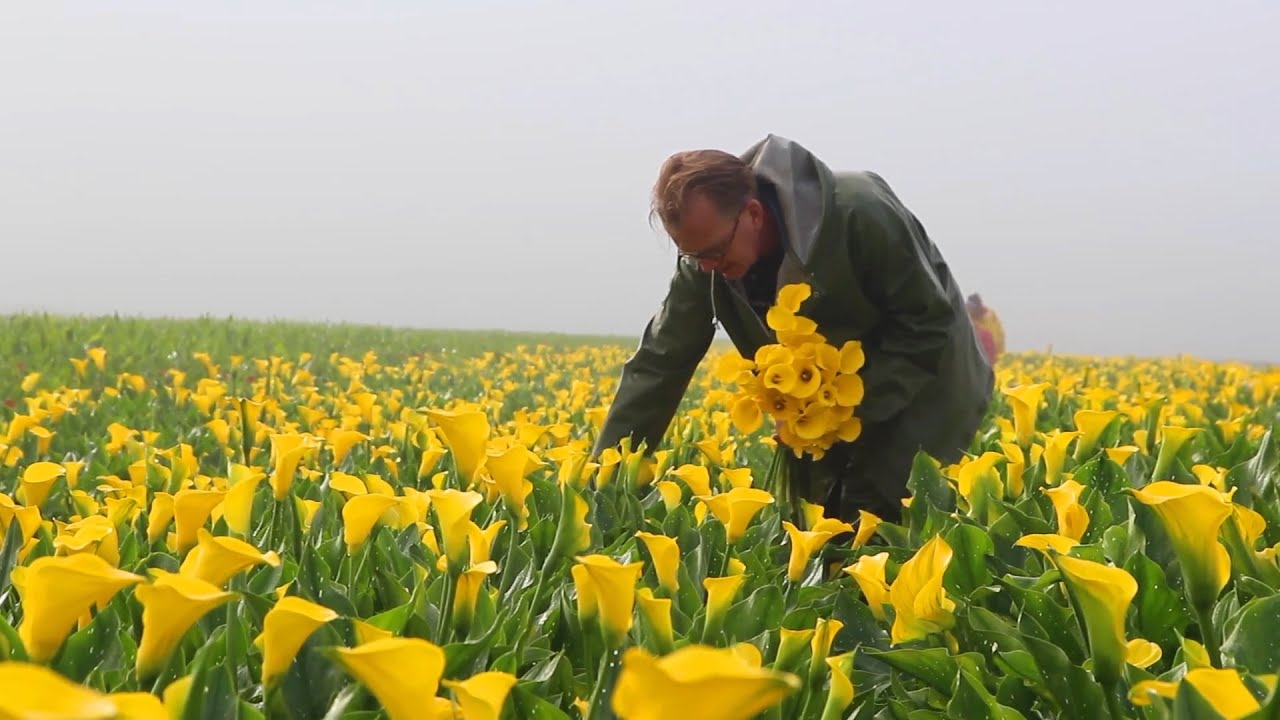 How it's Grown: Calla Lily