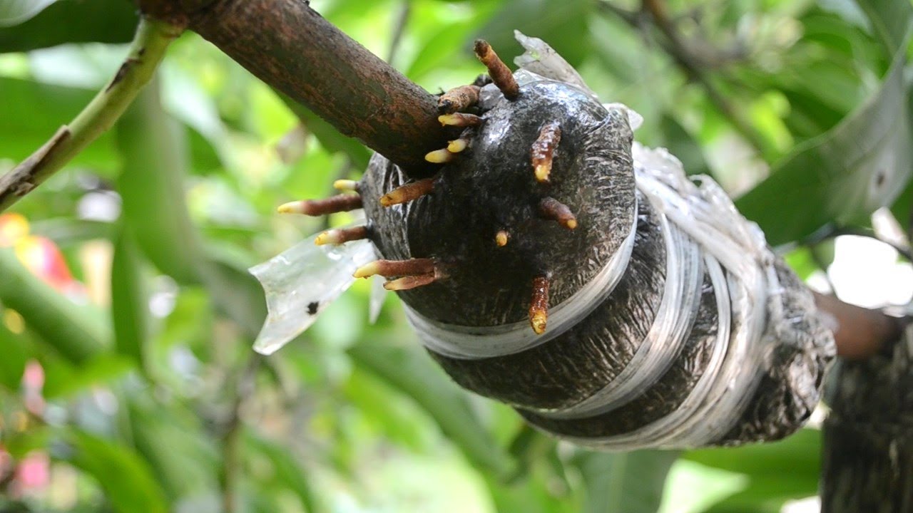 6 Awesome Ideas To Grafting And Air Layering Trees