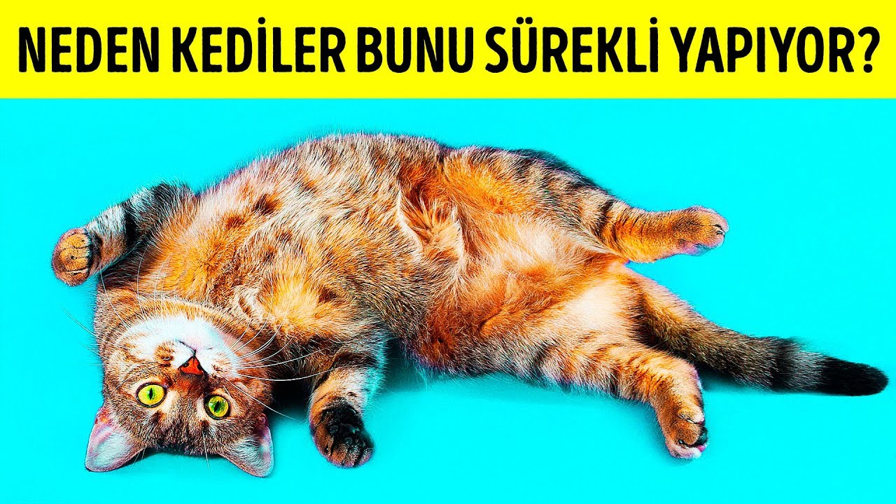 Kediler Neden Sizi Gördükleri Zaman Sırt Üstü Yatarlar?