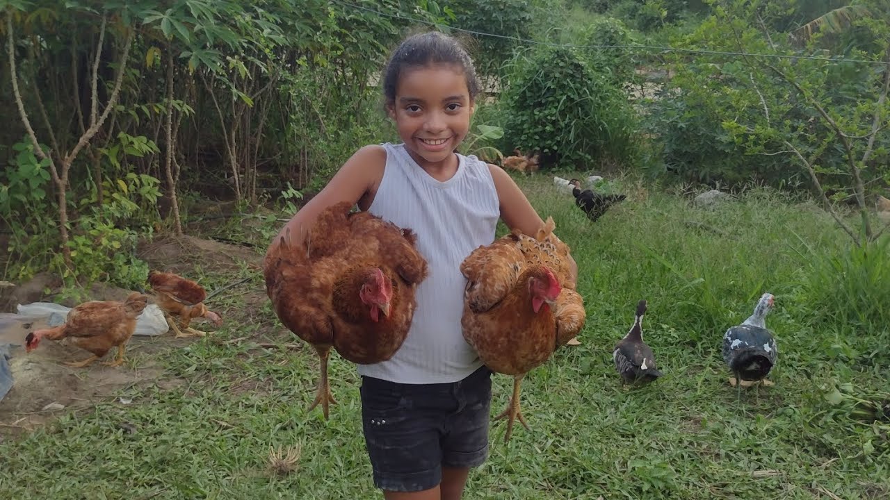 Mostrando minha criação de galinha 