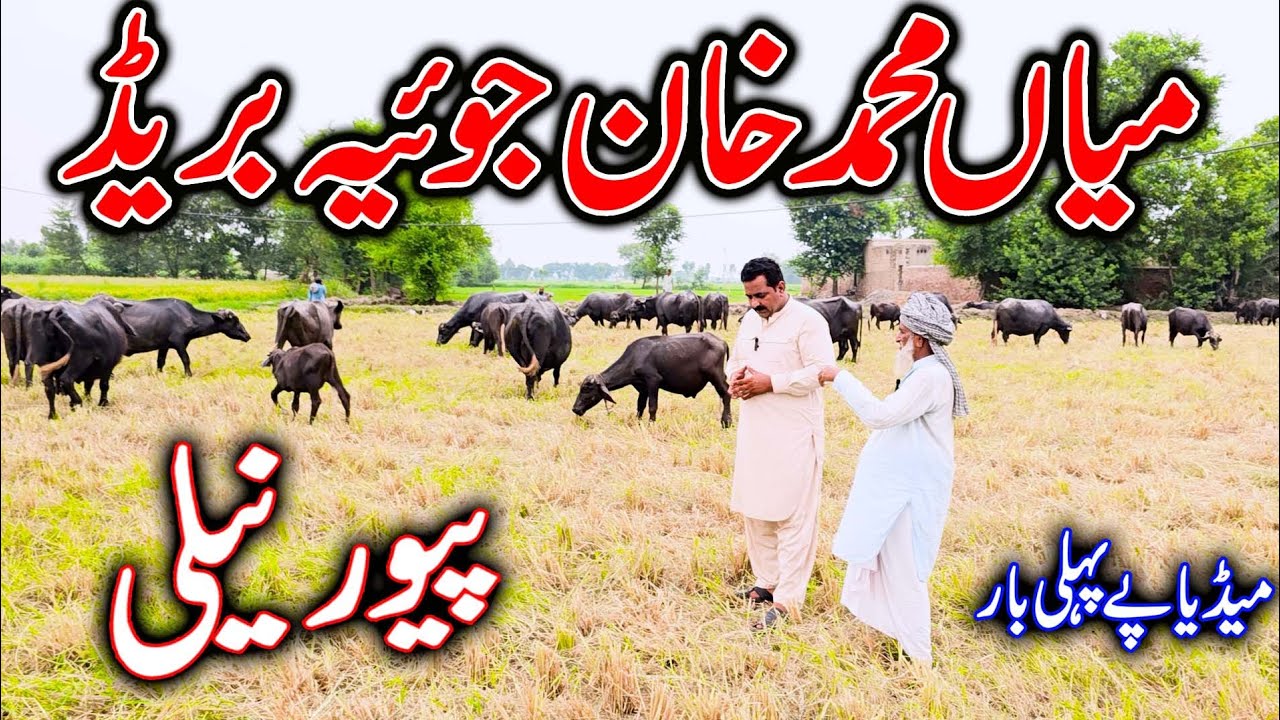 buffalo farming in Pakistan