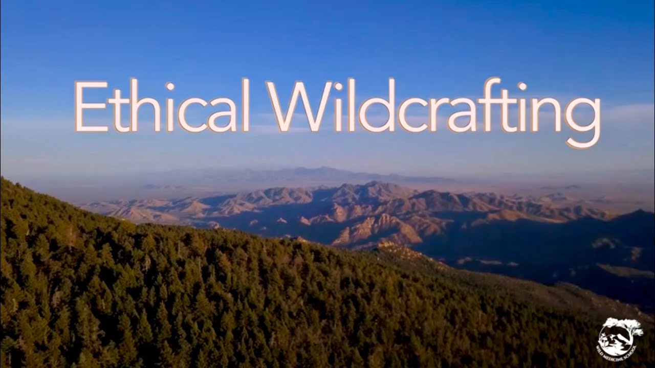 Ethical Wildcrafting | Wild Medicine School