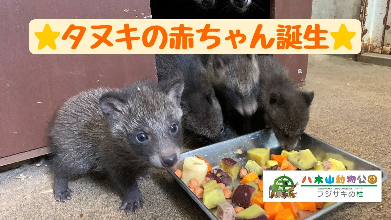 タヌキの赤ちゃんが誕生しました！