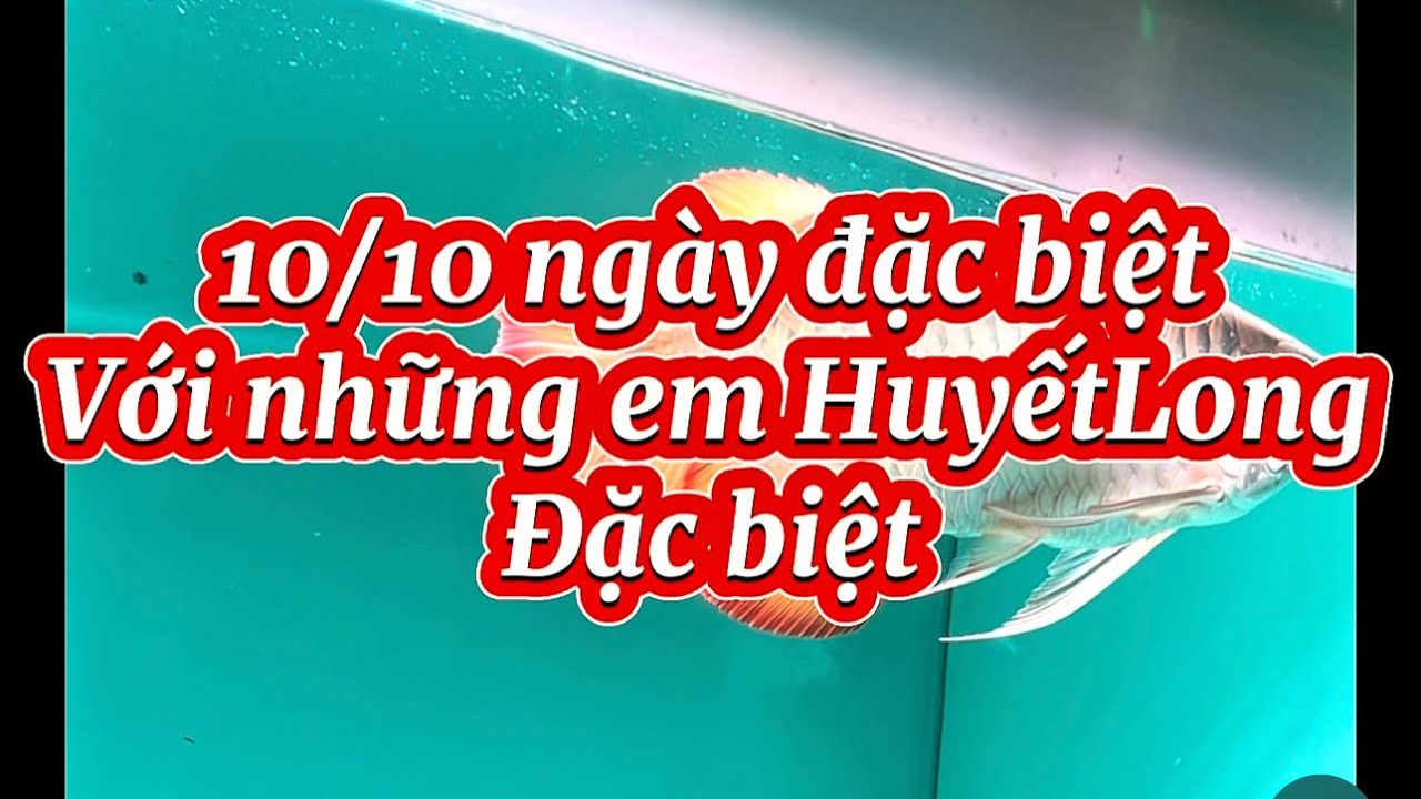 Huyết Long lựa chọn đẹp đủ size cho anh em