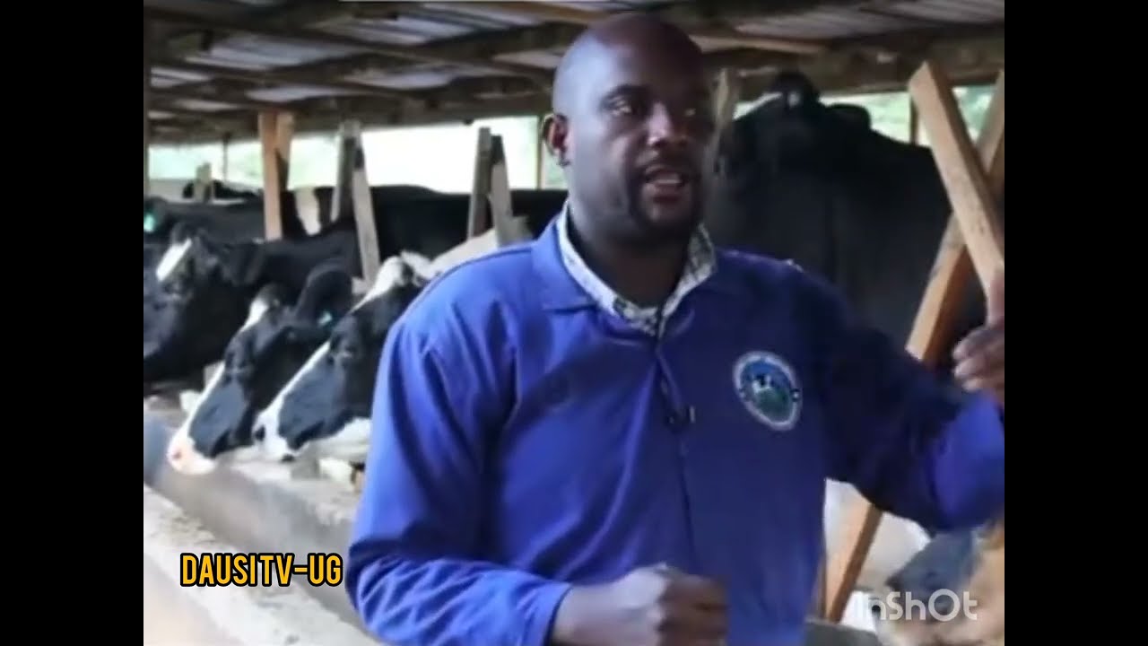 OBUTONDE: How to feed lactating cows 