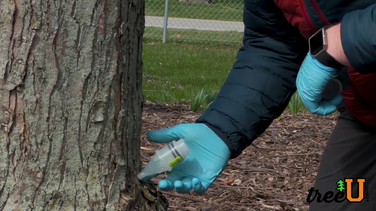 How To Apply Snipper and Other Tree Injection Capsules