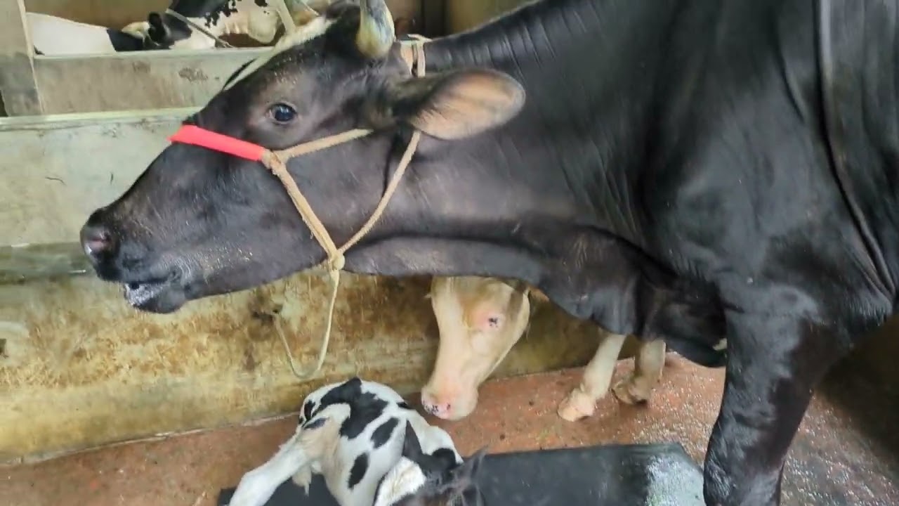 প্রথমবার বাচ্চা দেওয়া গাভীটি নিয়ে আমরা যর সব সমস্যার সম্মুখীন হয়েছি🐄🐂🥲