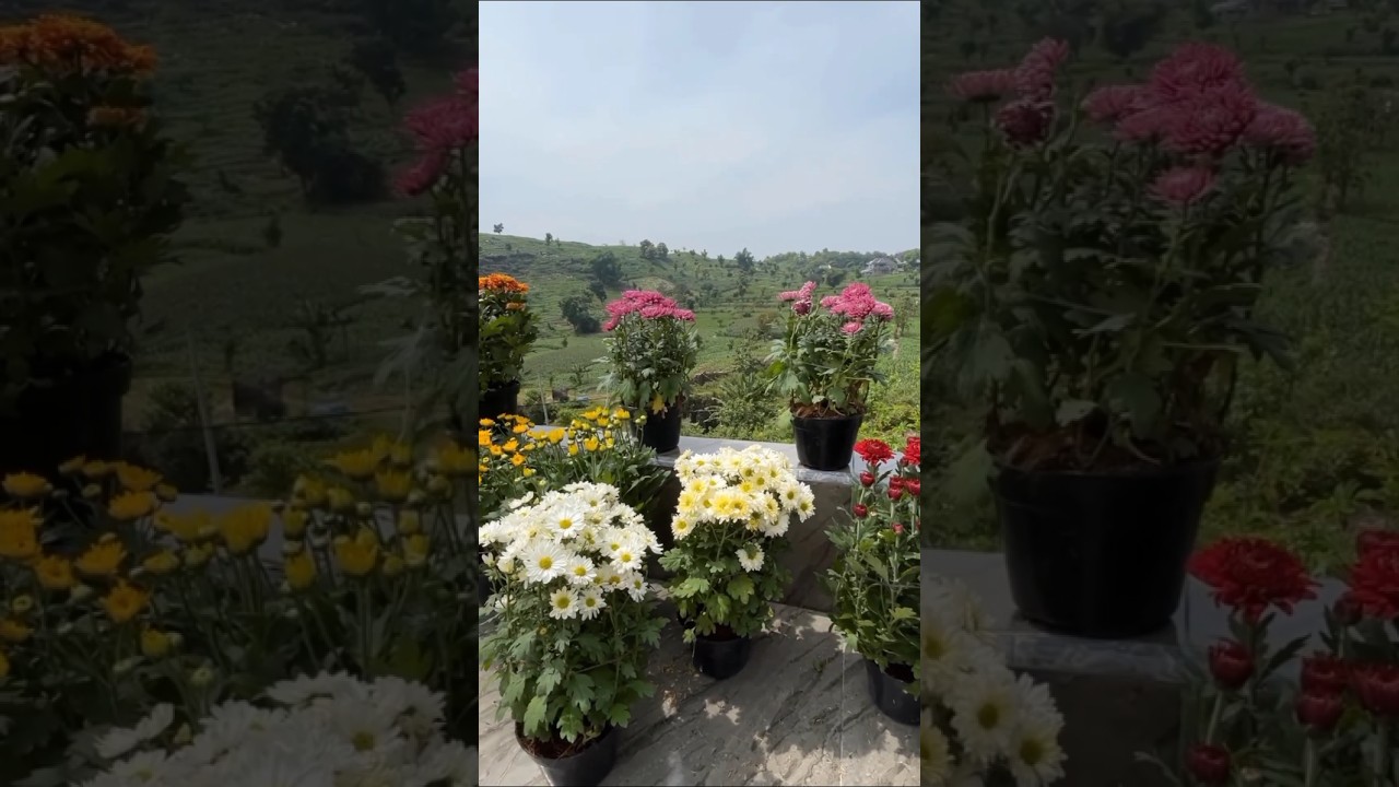 Flower Garden 🌸 Relaxing Music for Mind Refresh | 