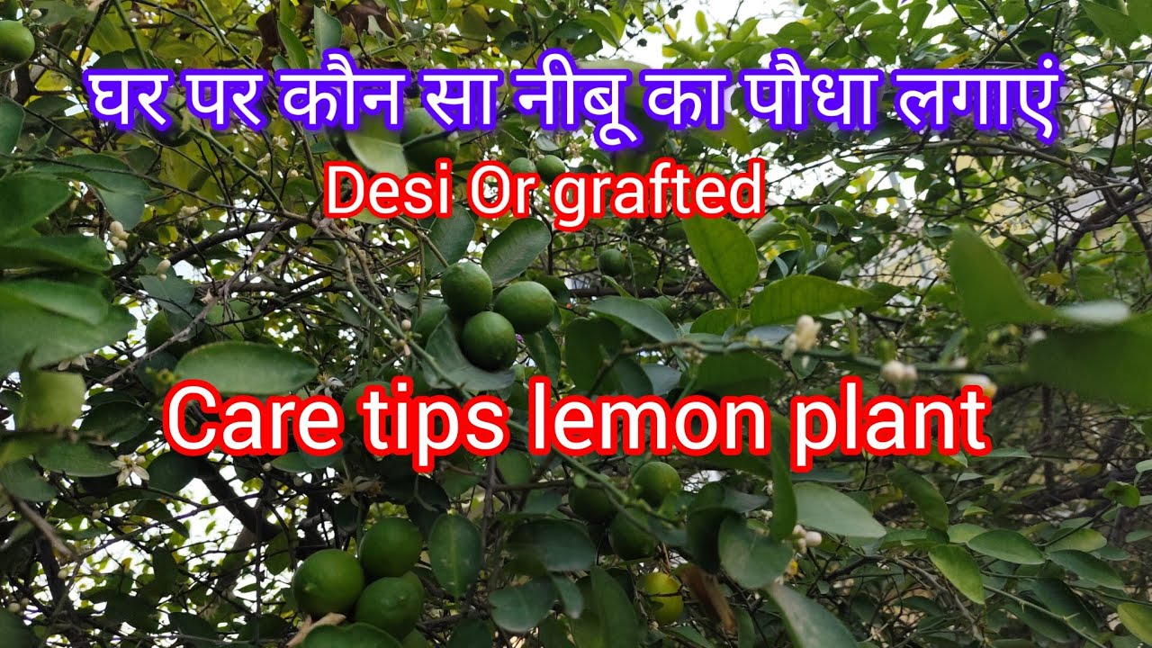 Desi lemon plant | grafted lemon plant | ghar pe kon sa lemon plant lagaye