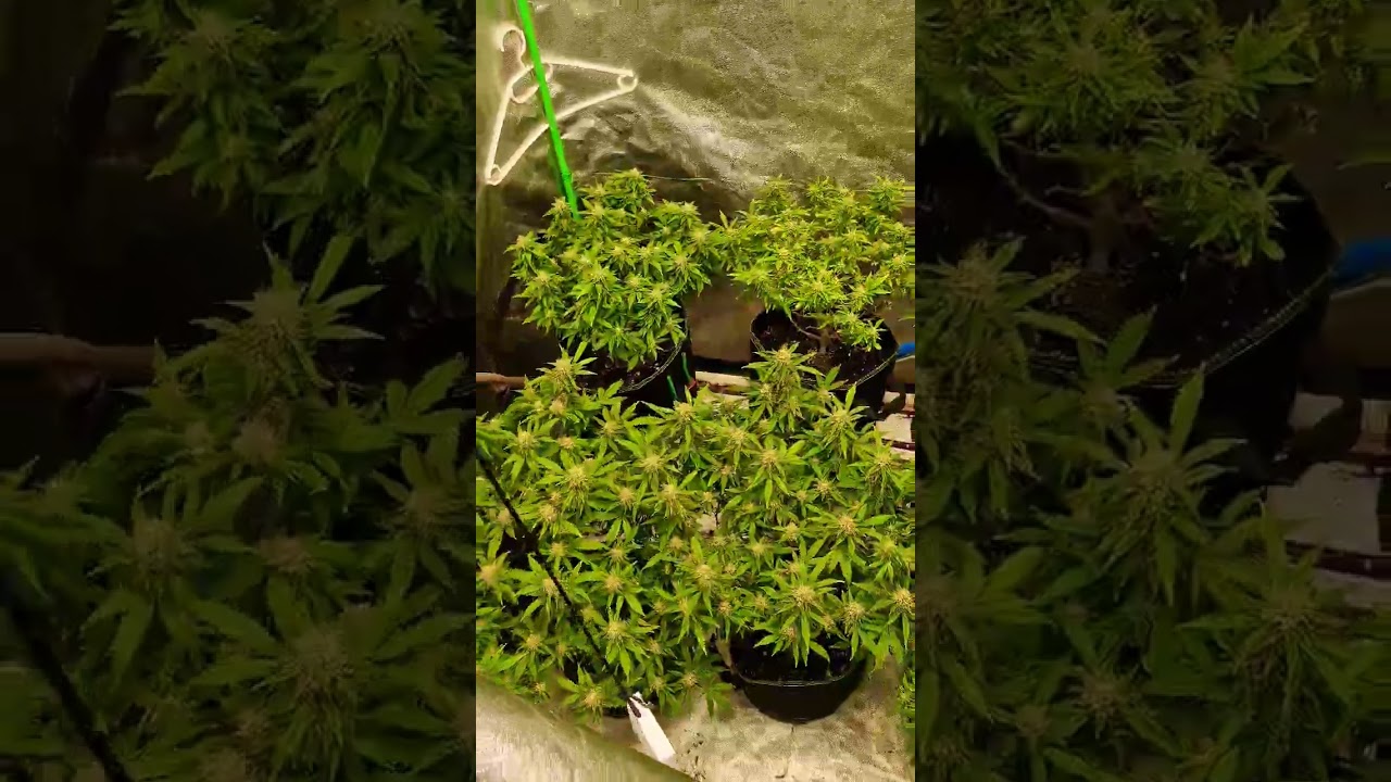 Critical Mass in Flower! #green #grow #gardening