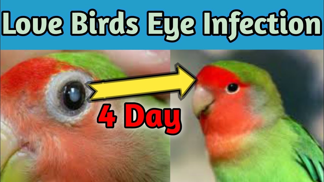 Bird eye infection treatment malayalam || african lovebirds eye infection treatment || 2022