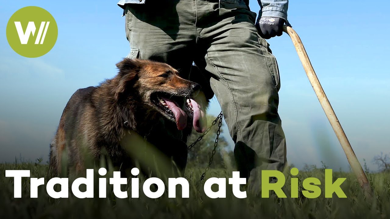 The Last Shepherds of Germany: Preserving a Vanishing Tradition | Guardians of the Earth (1/5)