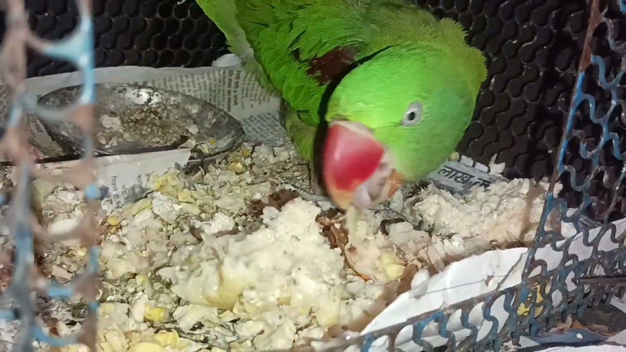 Hamara mitthu kitna accha ho gya hai #video #parrot #subscribe #minivlog #public reqction
