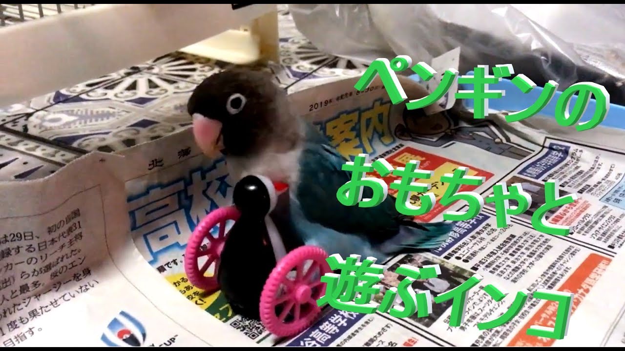 ペンギンのおもちゃと遊ぶ【ボタンインコのぶーちゃん】