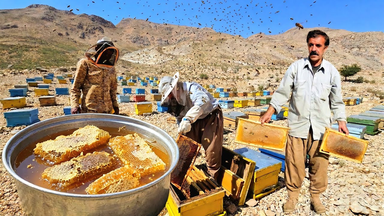 Harvest Amazing honey Dena|The hidden secret of survival in the life of Zagros nomads