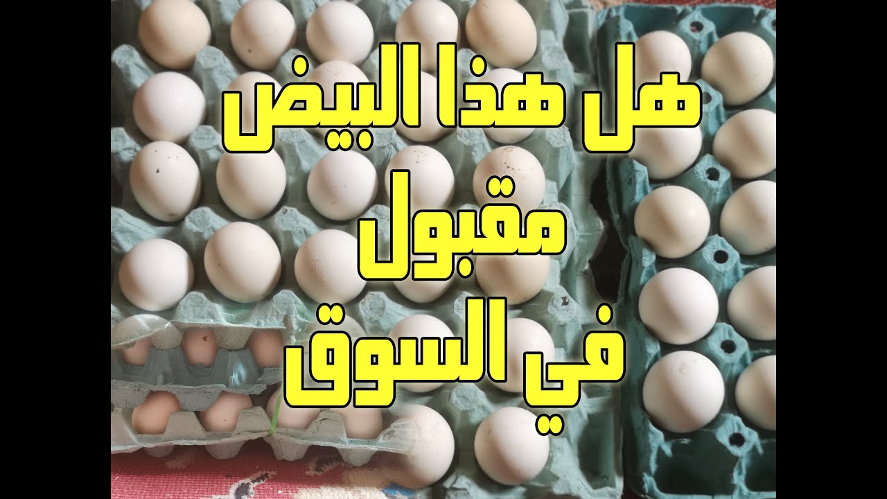 تربية الدجاج البياض وهل صحيح أن بيض الدجاج الفيومي غير مقبول في السوق