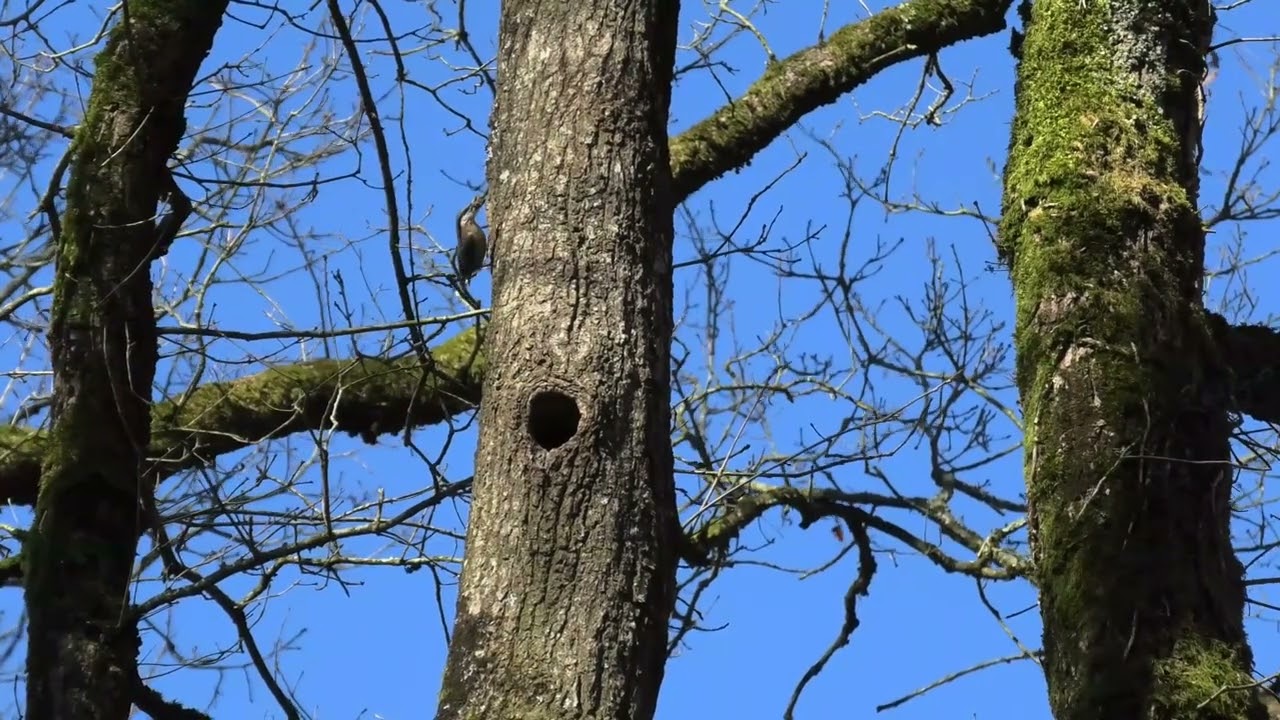 sitelle Torchepot  1