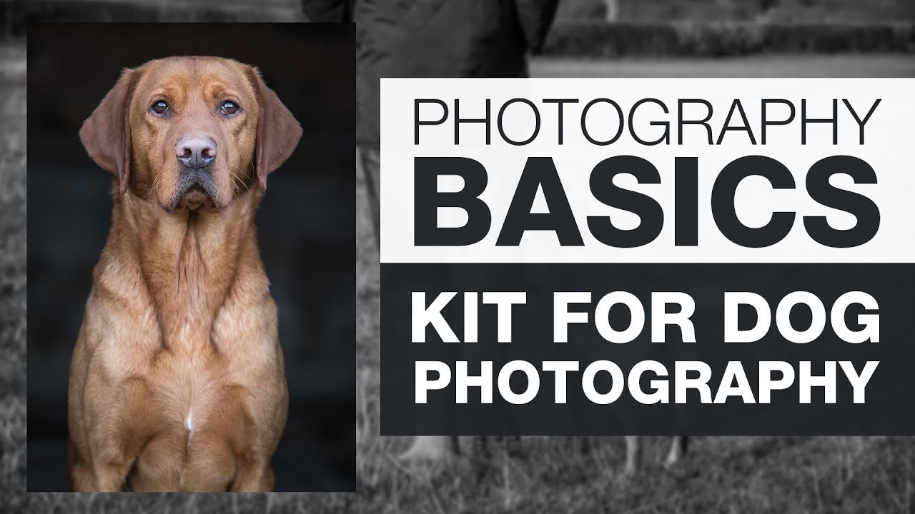 ОСНОВЫ ФОТОГРАФИИ | Комплект для фотосъемки собак
